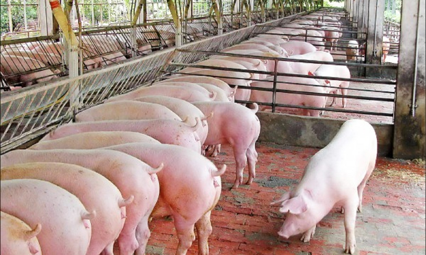 台糖豬禁入拍賣市場 豬價回升
