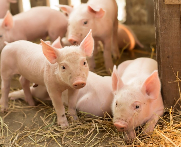 讓您的小豬贏在起跑點