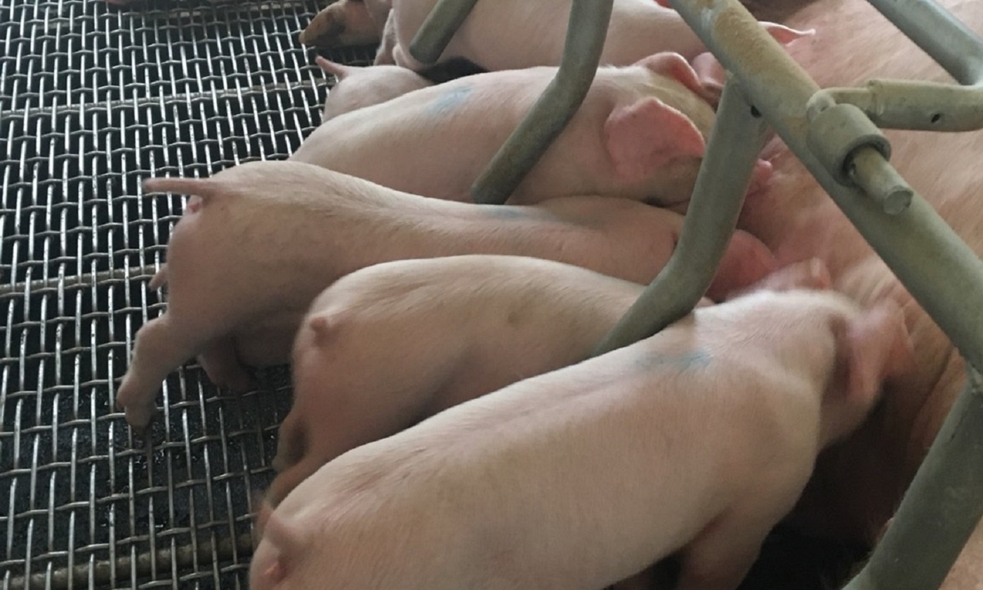 最適維生素營養(OVN) - 維生素D提升母豬及仔豬生產性能