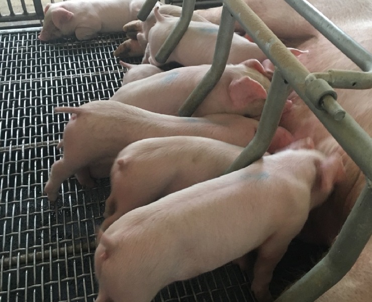 最適維生素營養(OVN) - 維生素D提升母豬及仔豬生產性能