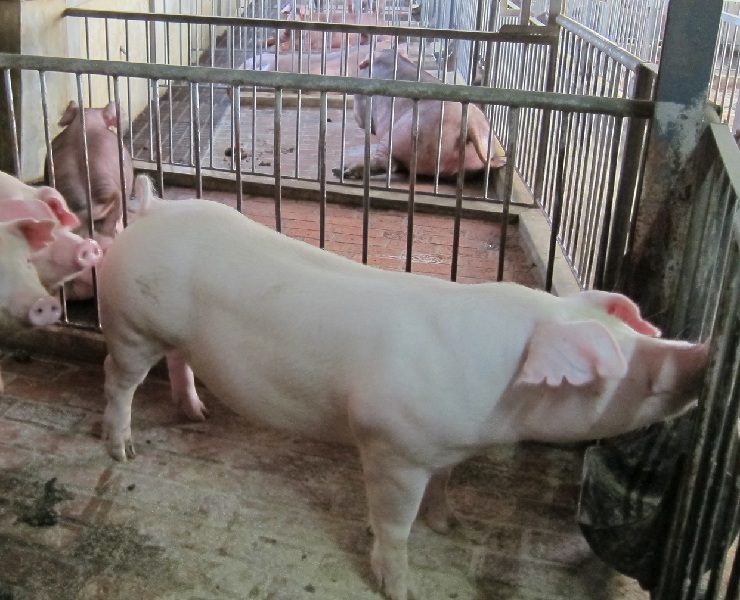 HyD®改善母豬骨骼健康