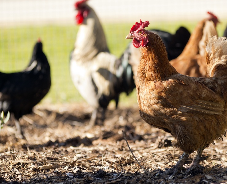 愛味佳胺基酸礦物質改善發炎反應