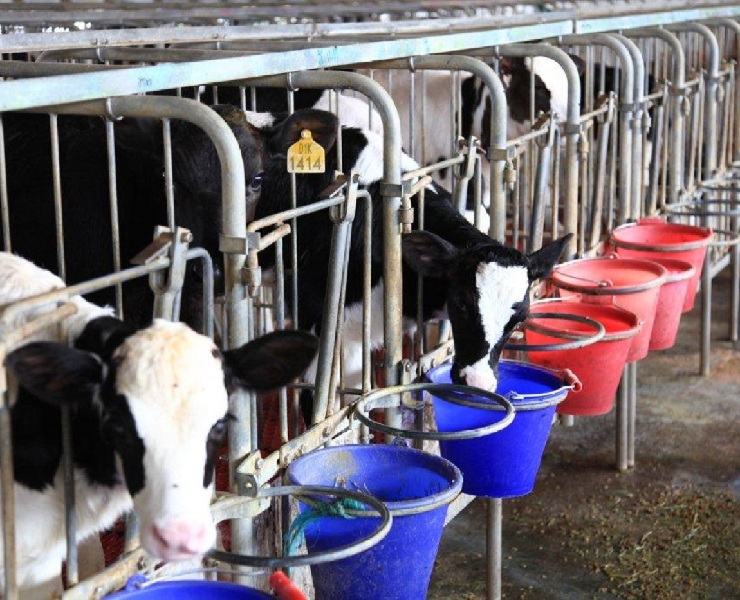 初乳寶-協助仔牛贏在起跑點