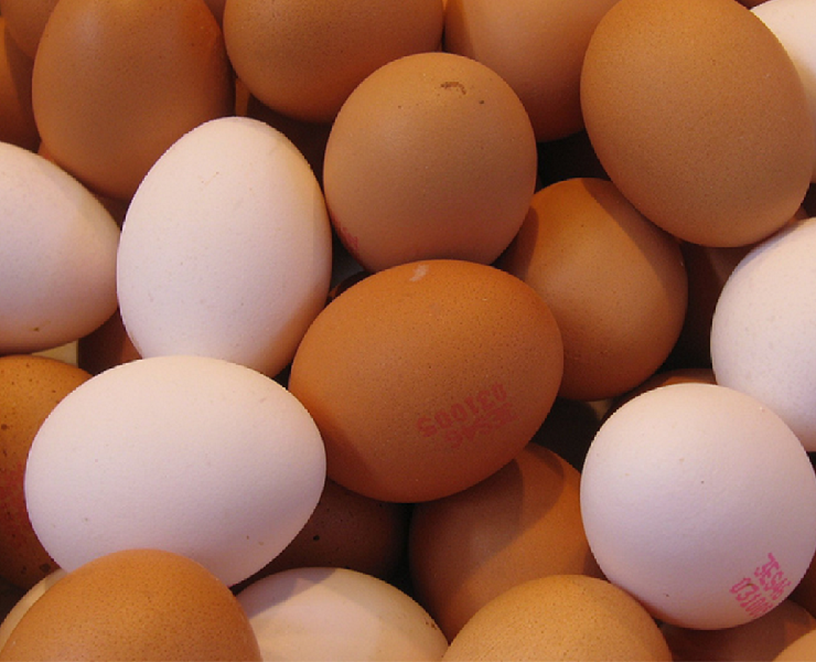 改善夏季熱緊迫時的蛋殼品質