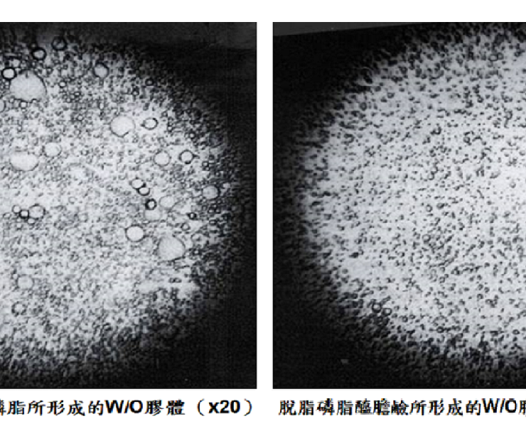 來賜福提升脂肪吸收