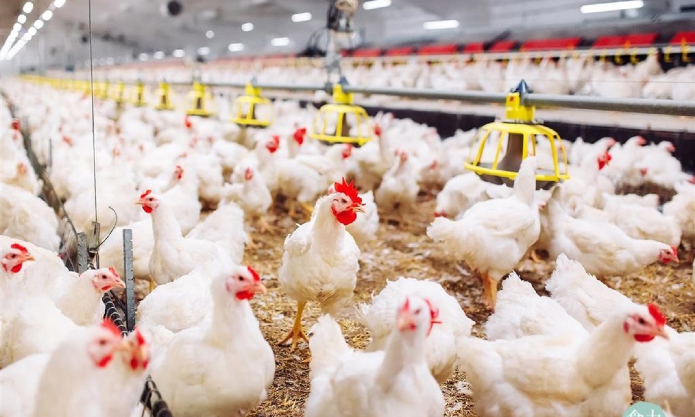 研究證實：飼養雞隻時更注重動物福利，反而讓農民的折損率更低！