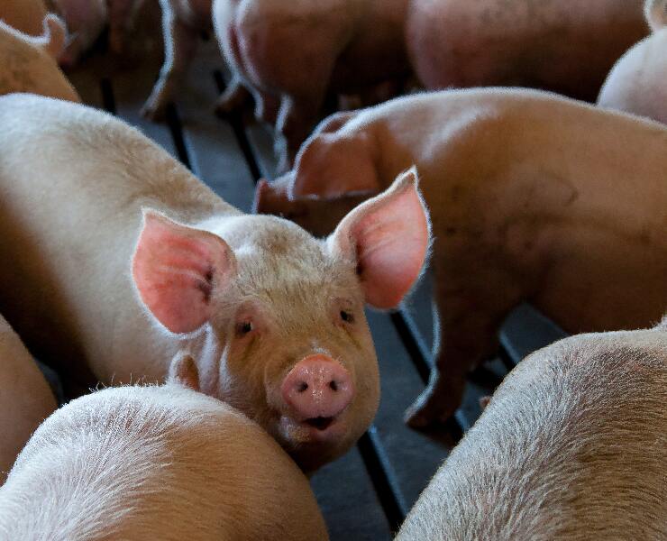 豬場分娩率知多少?