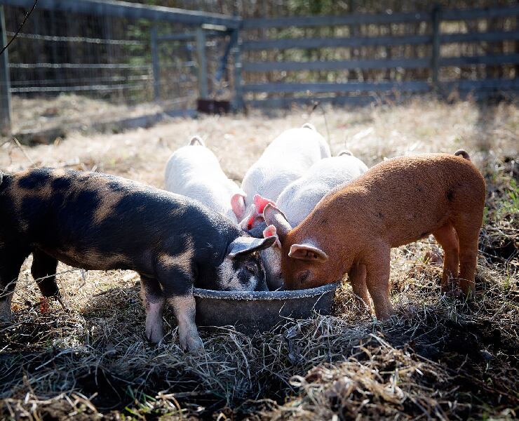 優選仔豬料之乳糖產品