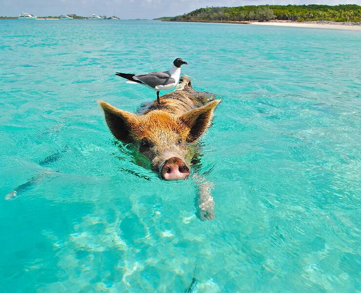 日頭赤炎炎，安怎故性命-豬篇