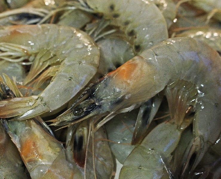 金寶高效能礦物質提升水產礦物質利用率