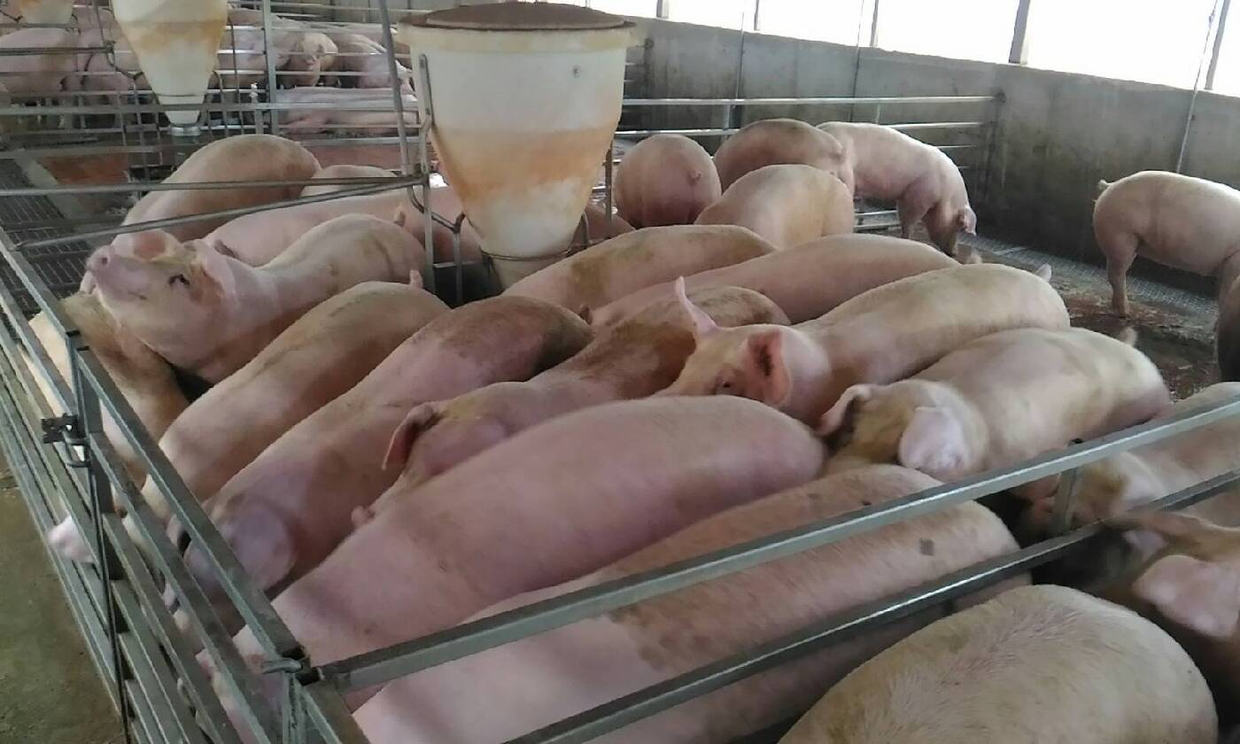 飼糧中使用纖維對肉豬的好處