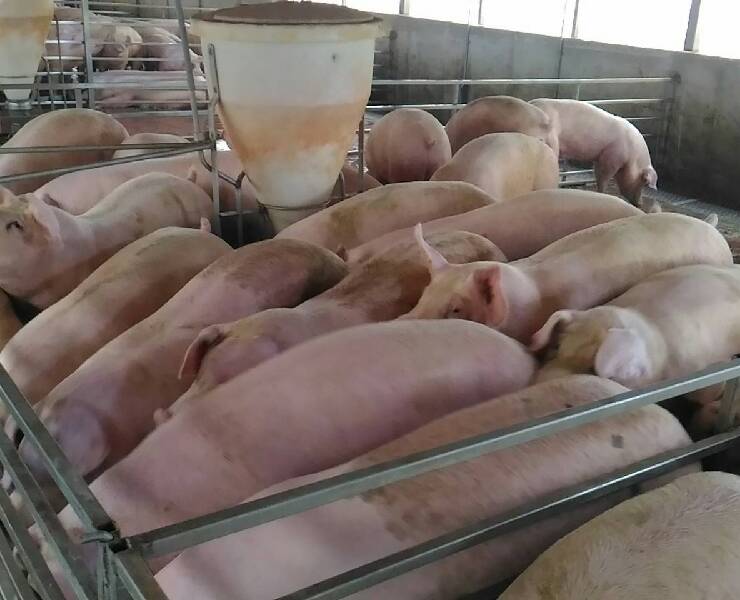 飼糧中使用纖維對肉豬的好處