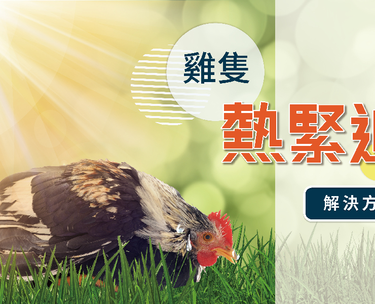 日頭赤炎炎，安怎故性命-家禽篇