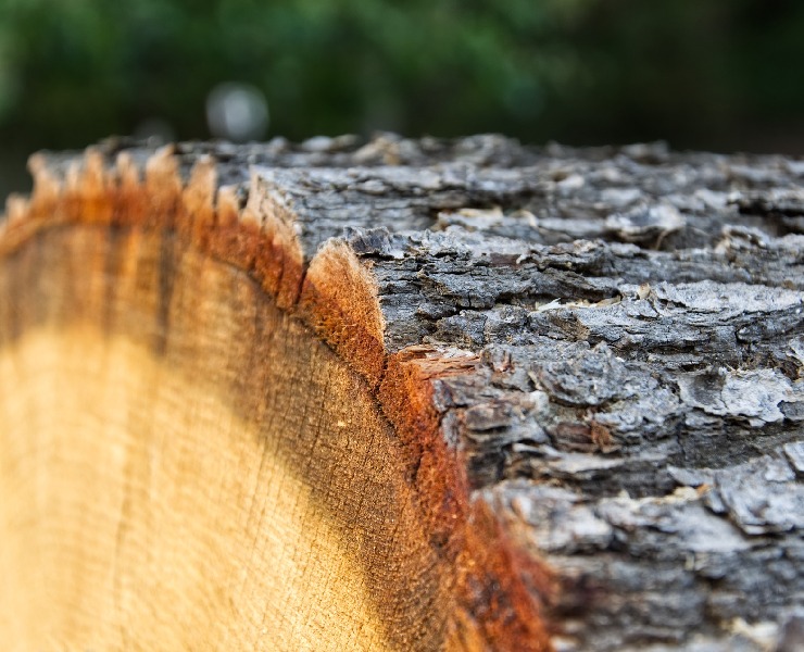 夏季抗熱緊迫的纖維來源-可發酵的木質纖維