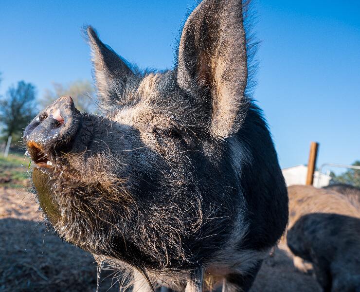 我只對你有感覺-母豬試情