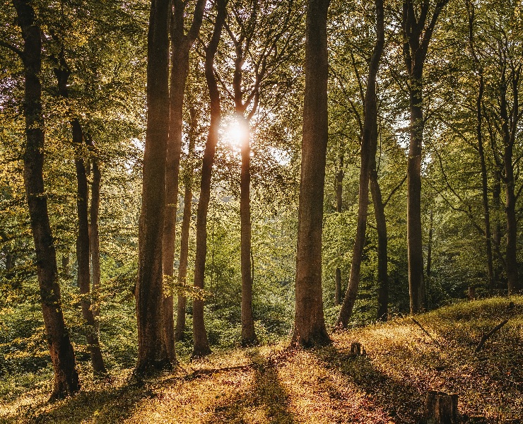超量添加植酸酶的益處-環保、增重、飼效