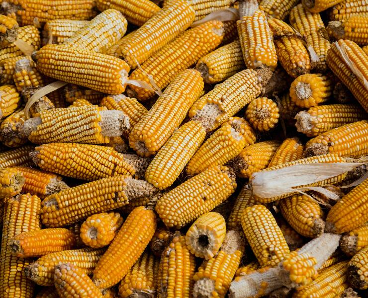 新女豬繁殖力比較差！？有給她吃對了嗎？