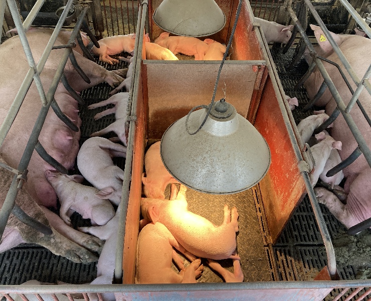 病弱豬安樂淘汰與否? 豬場常見的兩難問題