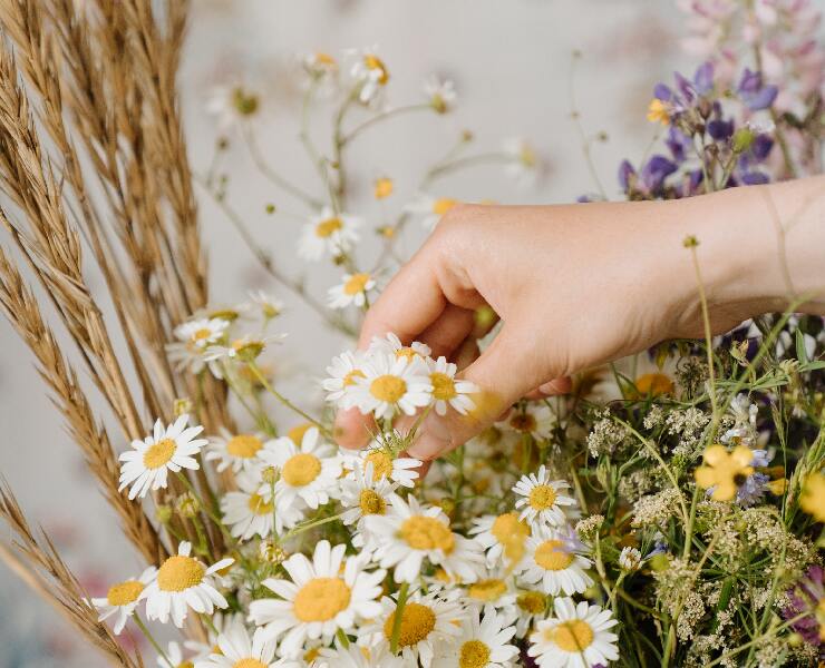 如何以營養方式提升畜禽免疫？