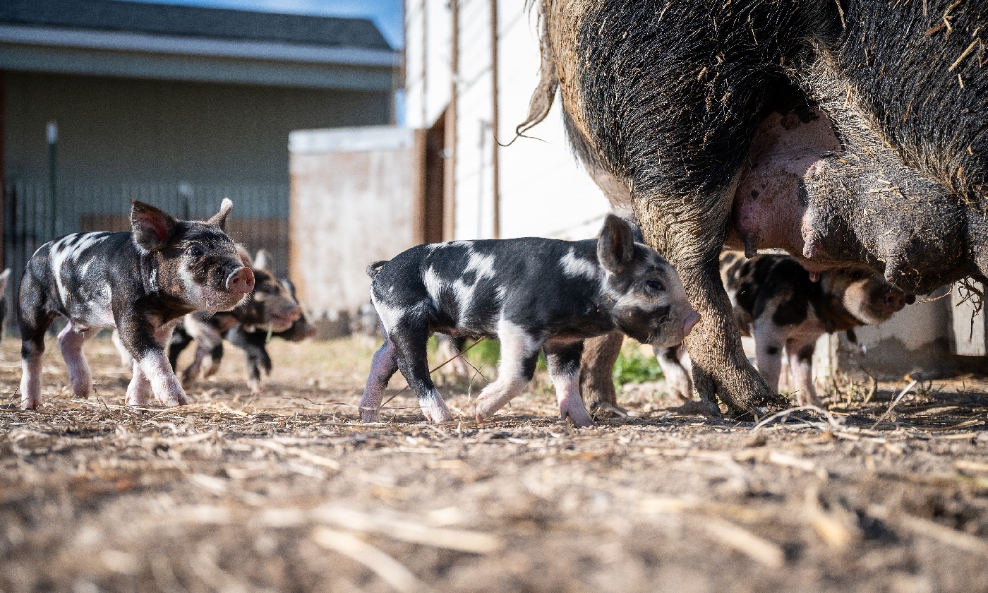 哇~原來吃葉酸可以提升離乳仔豬生長表現