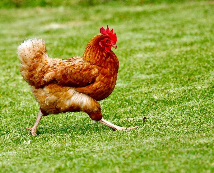 有聽過~吃好菌，顧腸道，還會顧腳底的嗎？