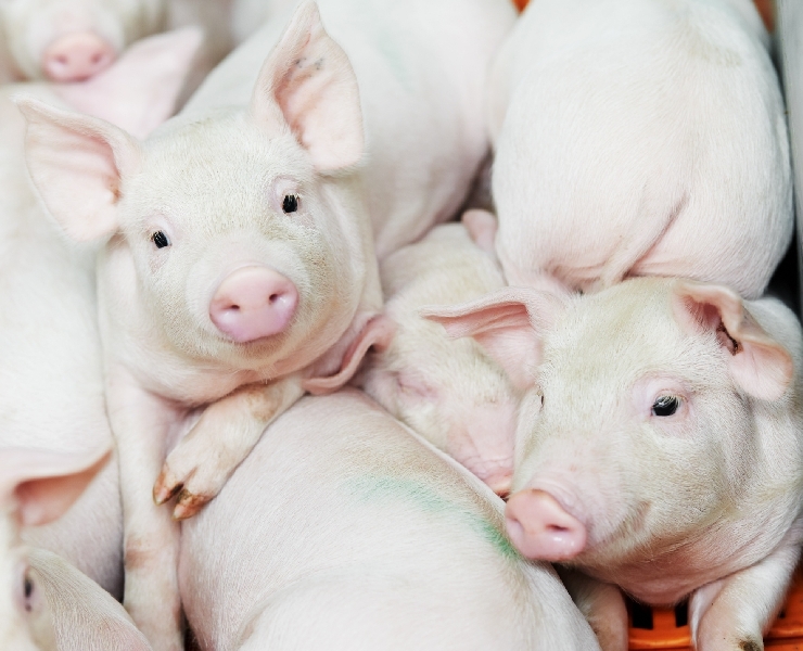 HyD®提升豬隻生長性能