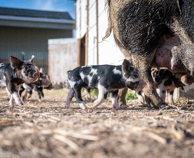 夏日炎炎，透過夜間餵養讓肉豬維持體重