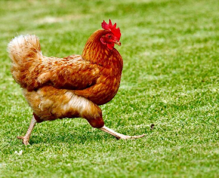 如何控制肉雞的足墊炎