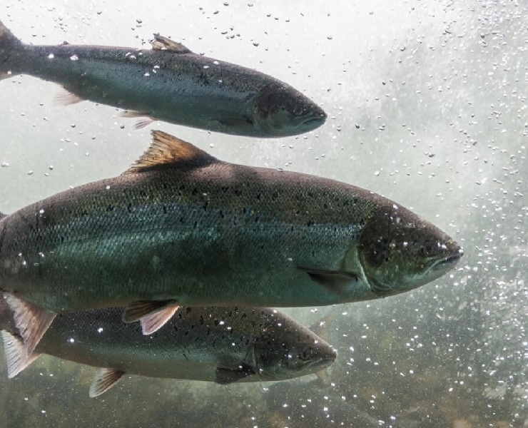 水產動物疾病的預防-皮膚完整性及修復能力相當重要