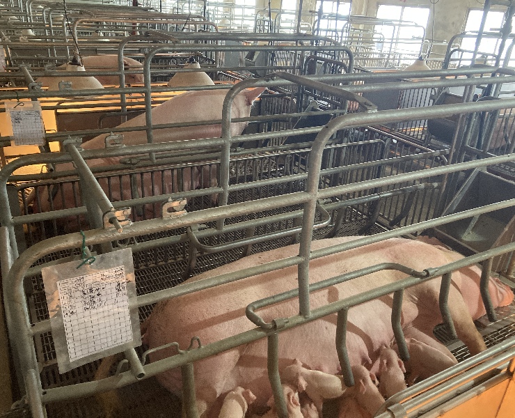 豬場繁殖母豬群更新淘汰? 回到基礎的經濟考量