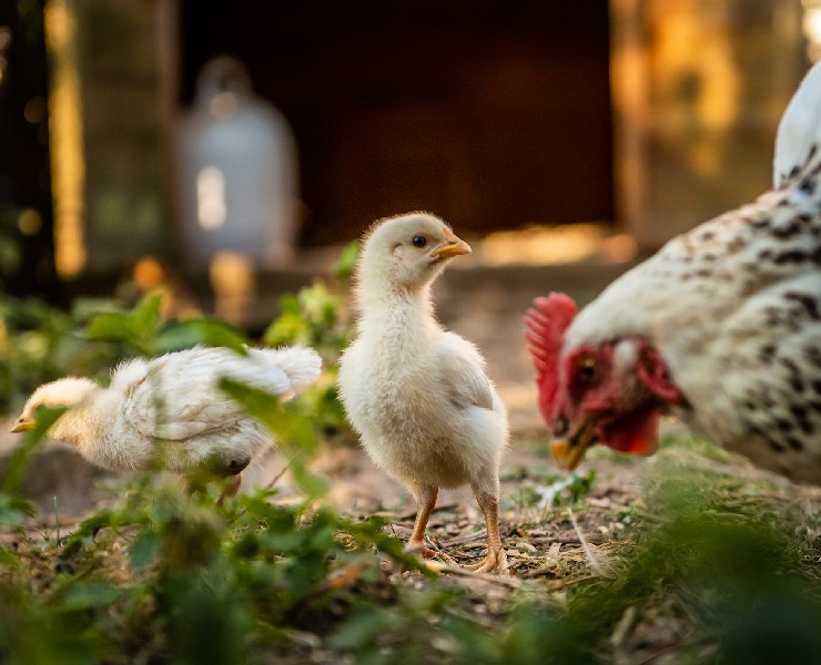 提升家禽屠體品質的方法