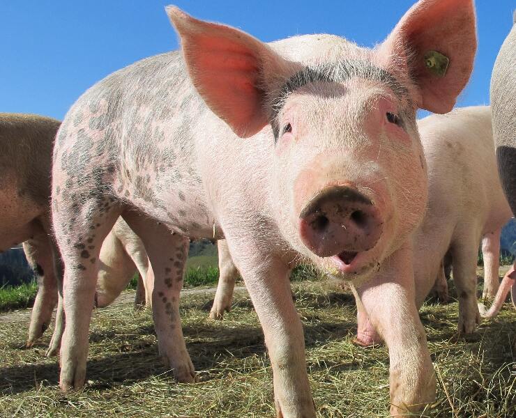 黴素沒事，肝臟顧好就對了!