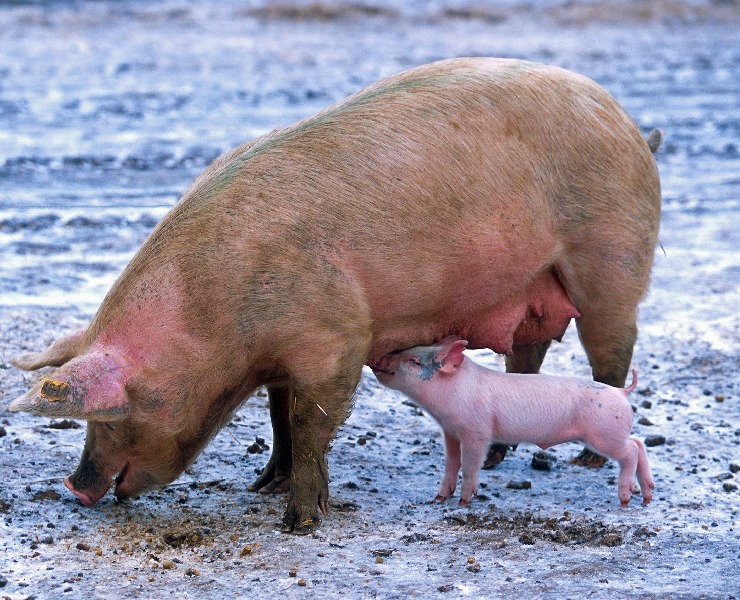 蝦咪? 母豬繁殖障礙居然與尿道感染有關?