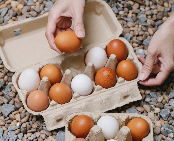 微量營養改善蛋雞生產表現