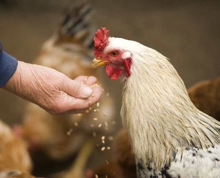 維生素在家禽飼糧中免疫力和腸道健康的作用
