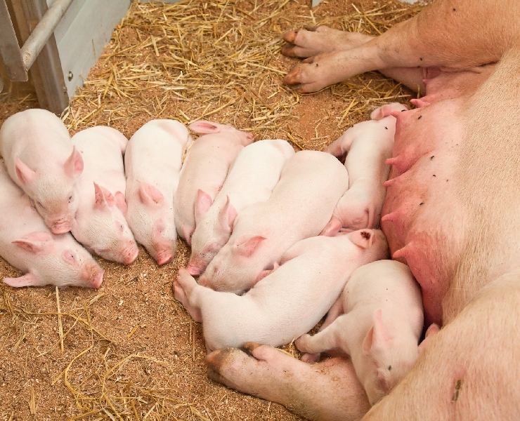 如何以營養打造豬隻健康的腳蹄