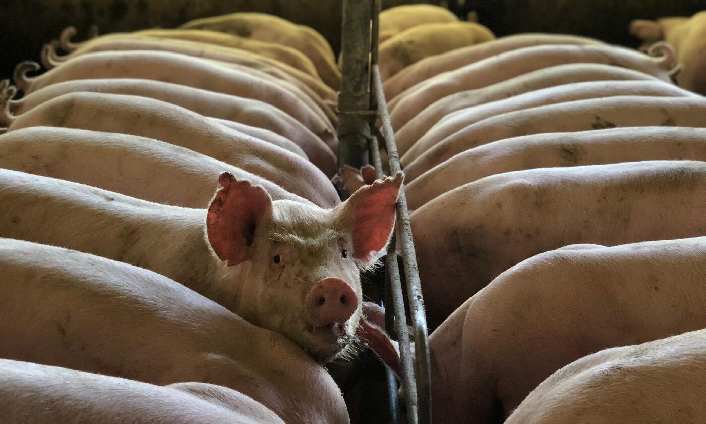 肉豬總是拉不停?!淺談豬赤痢