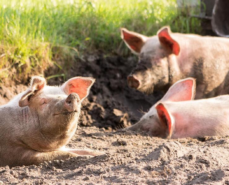 藉由植酸酶釋放肉豬生長潛能