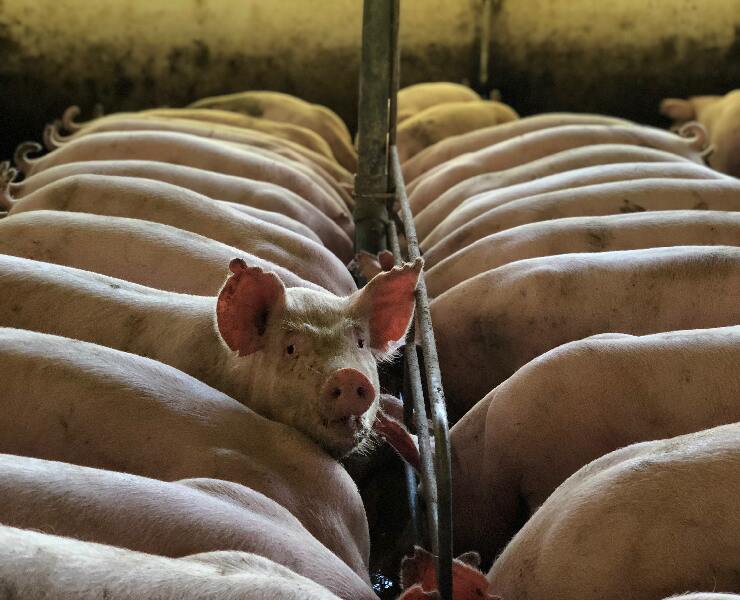 了解正常的保育肉豬舍狀況、聲音及味道