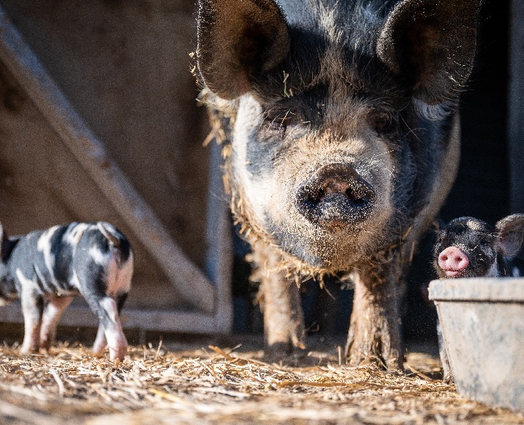 好吸收，好營養：提高豬場生產力和營利的關鍵