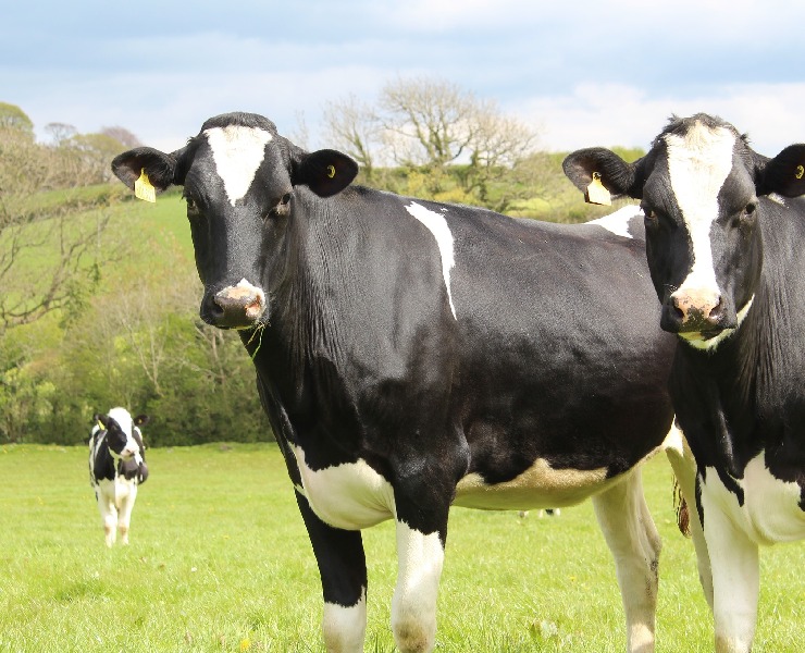 小牛下痢的預防與處理