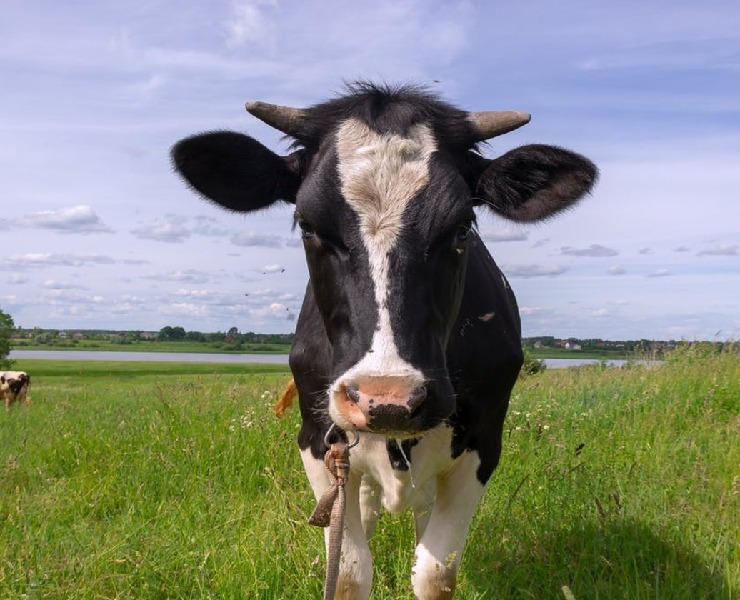 金寶白皮書 新版乳牛微量礦物質的需要量