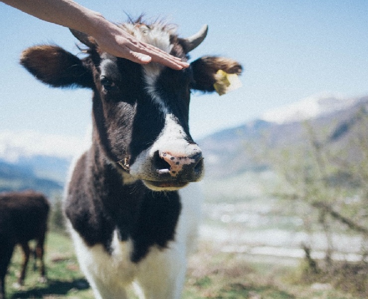 初乳是仔牛最重要的一餐