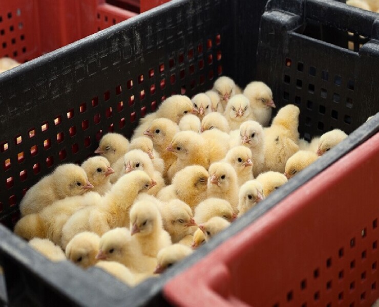 改善蛋殼品質和雛雞存活率的5大技巧
