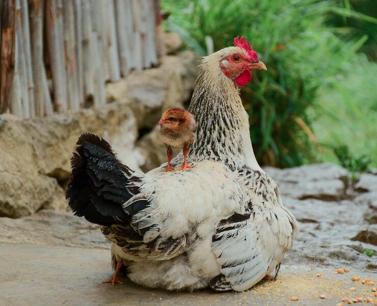蛋雞產蛋性能要從腸道健康做起