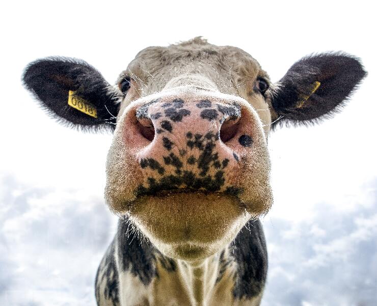 仔牛代乳粉的應用