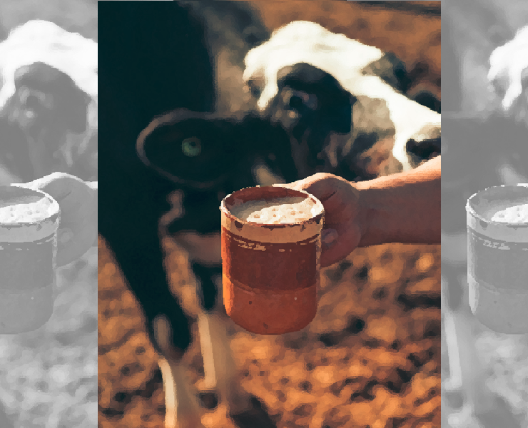 黴菌毒素對乳牛的負面影響與解決方案