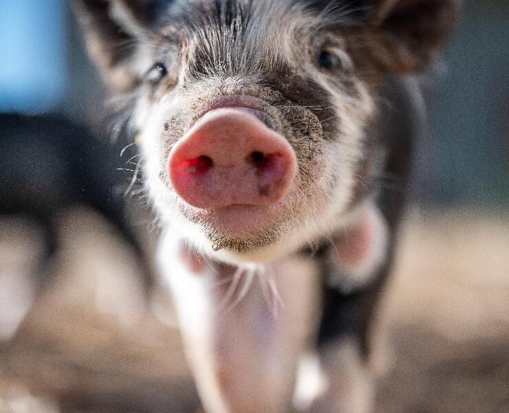 特選苯甲酸改善豬隻飼養表現
