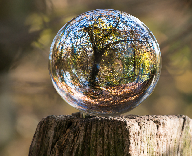 仔豬是牧場的明日之星