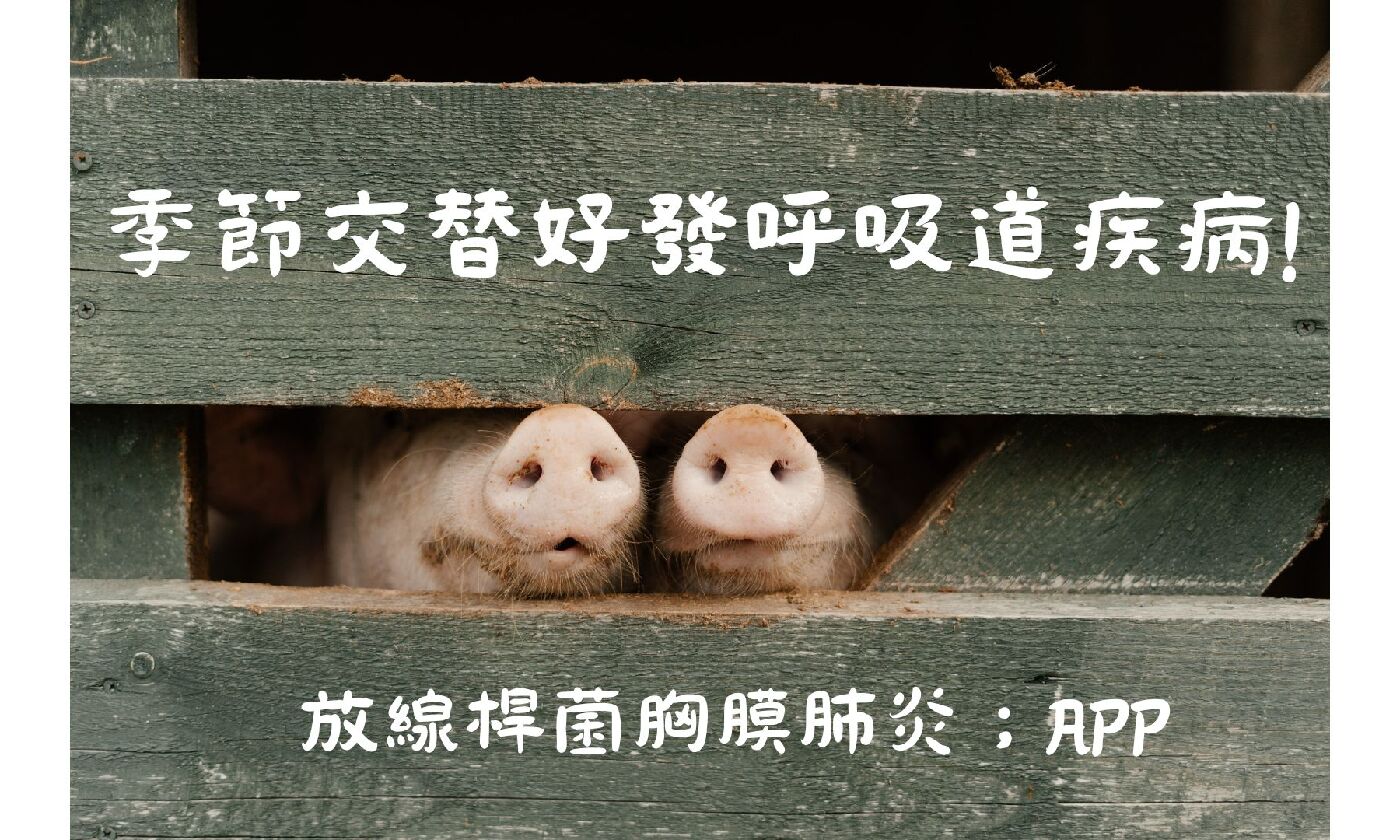 季節交替好發呼吸道疾病-放線桿菌胸膜肺炎; APP
